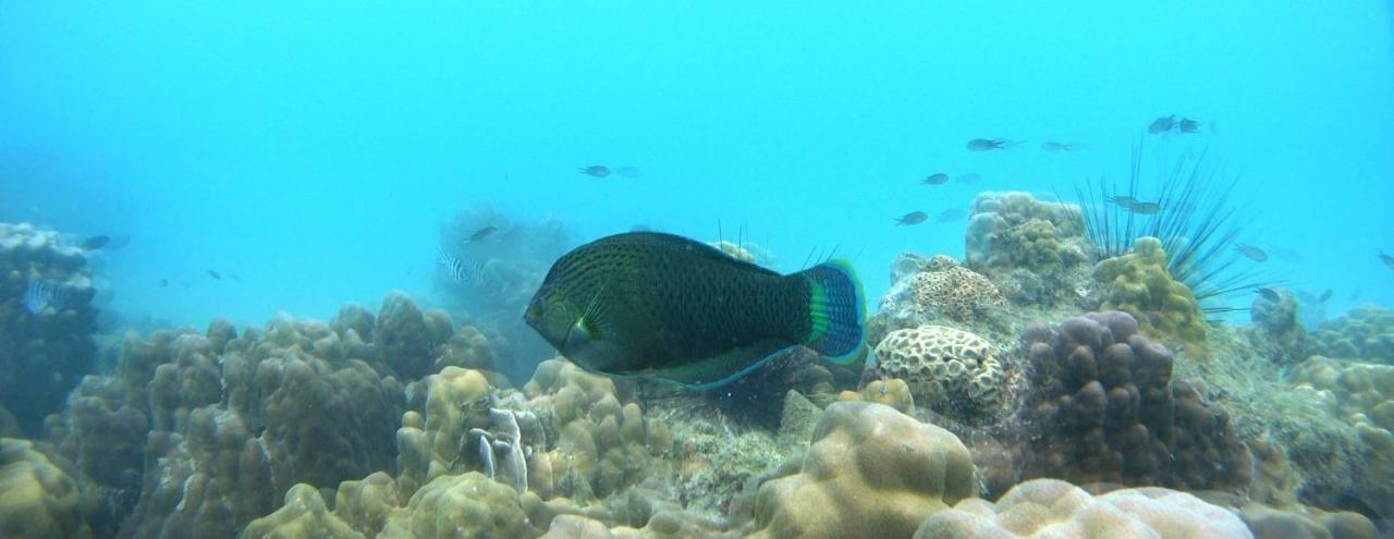 Ao Pong Resort Koh Mak Eksteriør bilde